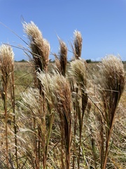 Andropogon bicornis
