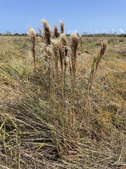 Andropogon bicornis