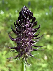 Phyteuma nigrum
