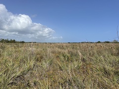 Andropogon bicornis