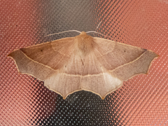Tetracis cervinaria