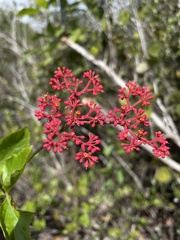 Cissus erosa