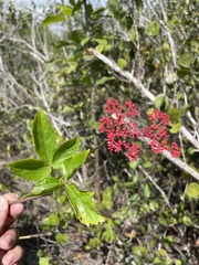 Cissus erosa