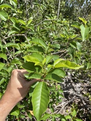 Vitex divaricata