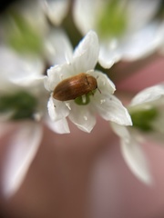 Byturus ochraceus