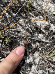 Drosera capillaris
