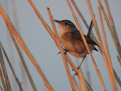 Cistothorus palustris