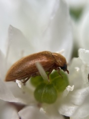 Byturus ochraceus