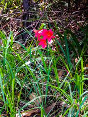Cyrtanthus sanguineus