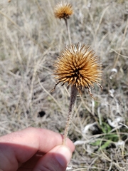 Echinacea angustifolia