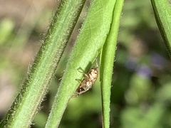 Zygoballus rufipes