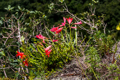 Cyrtanthus sanguineus