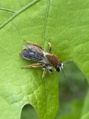 Andrena haemorrhoa