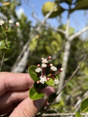 Myrcia citrifolia