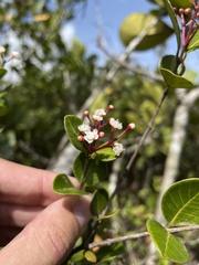 Myrcia citrifolia
