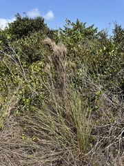 Andropogon bicornis