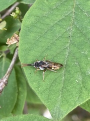 Nomada