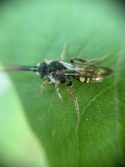 Nomada