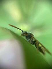 Nomada