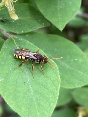 Nomada