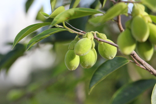 Aquilaria sinensis