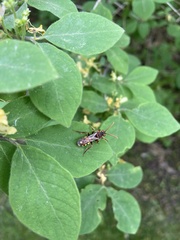 Nomada