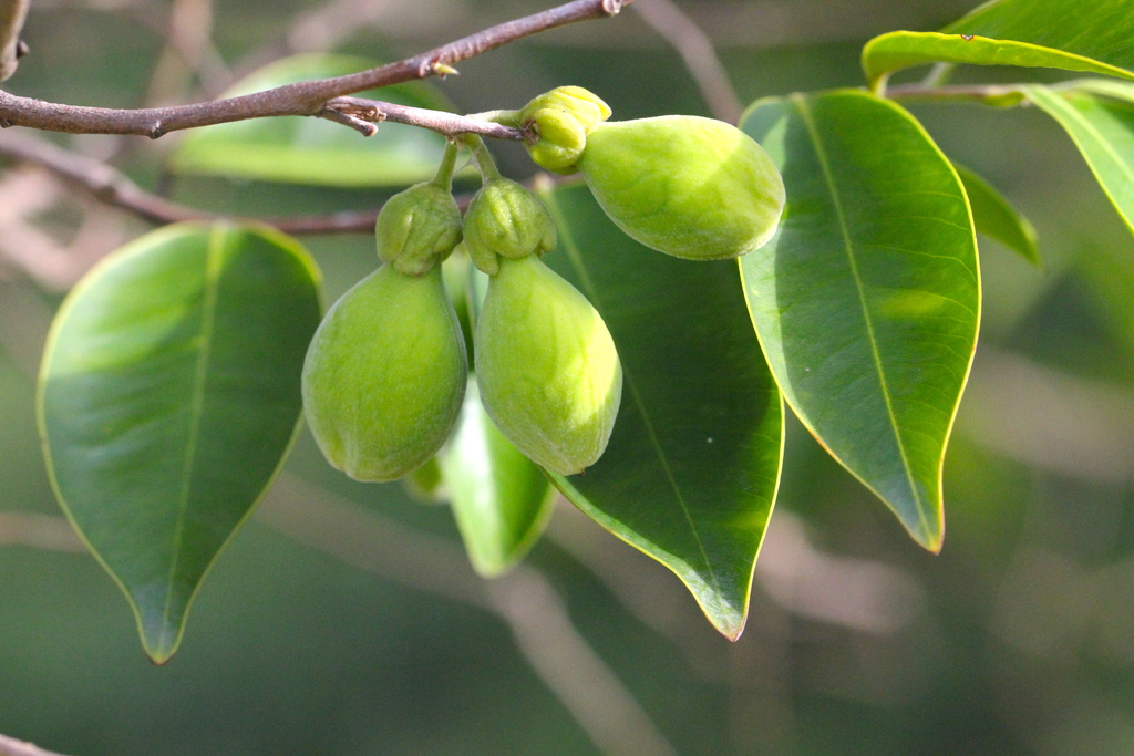 Aquilaria sinensis