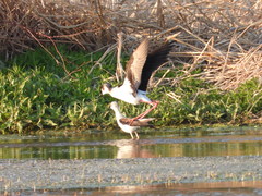 Himantopus himantopus