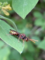 Nomada