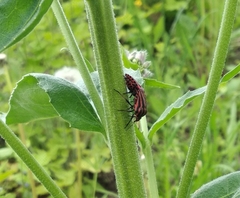 Graphosoma italicum italicum