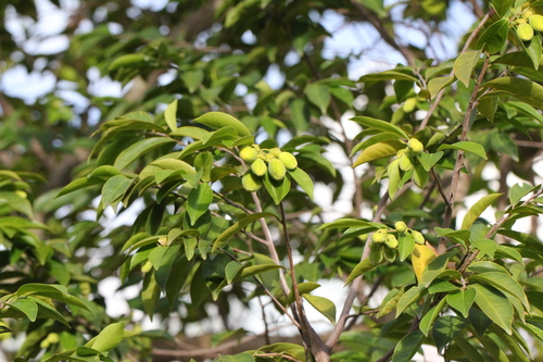 Aquilaria sinensis