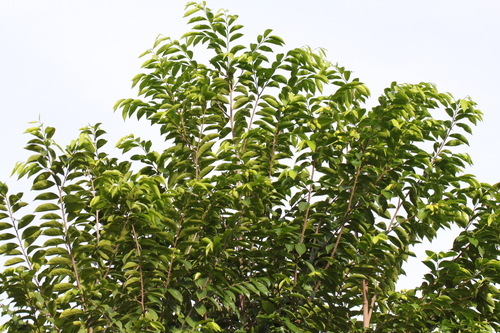 Image of Aquilaria sinensis by no rights reserved