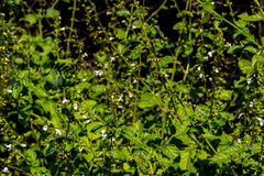 Endostemon obtusifolius