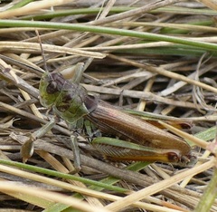 Gomphocerus sibiricus sibiricus
