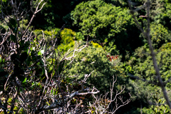 Gasteria croucheri croucheri