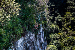 Gasteria croucheri croucheri
