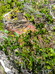 Gasteria croucheri croucheri