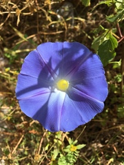 Ipomoea parasitica