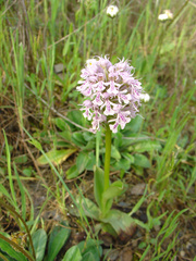 Neotinea conica
