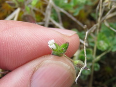 Cerastium diffusum