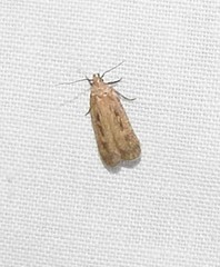 Gelechia sabinellus