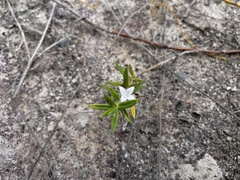 Hexasepalum apiculatum