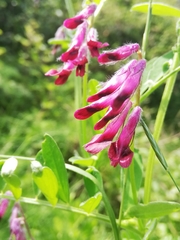 Vicia benghalensis