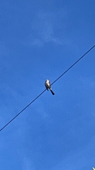 Mimus polyglottos image