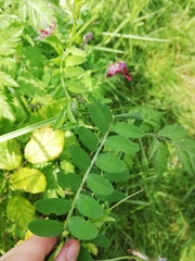 Vicia benghalensis
