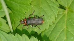Cantharis rustica