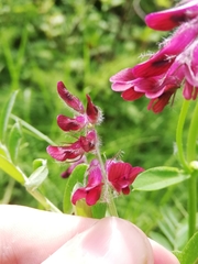 Vicia benghalensis
