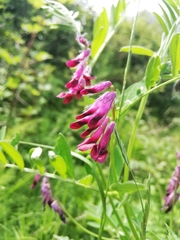 Vicia benghalensis