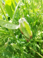 Vicia benghalensis