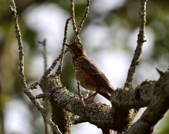 Turdus migratorius